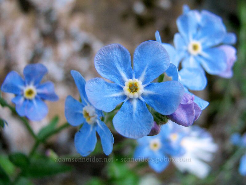 spreading stickseed (blue form) (Hackelia diffusa var. diffusa) [Upper McCord Creek Falls Trail, John B. Yeon State Park, Multnomah County, Oregon]