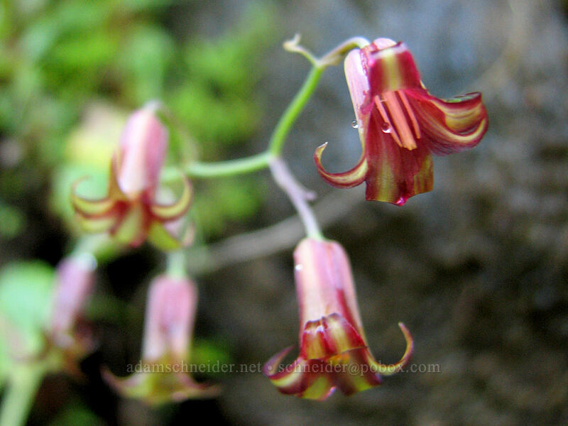 western featherbells (bronze bells) (Anticlea occidentalis (Stenanthium occidentale)) [Upper McCord Creek Falls Trail, John B. Yeon State Park, Multnomah County, Oregon]
