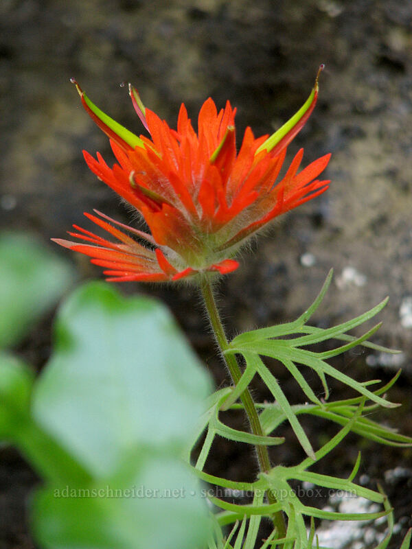 cliff paintbrush (Castilleja rupicola) [Upper McCord Creek Falls Trail, John B. Yeon State Park, Multnomah County, Oregon]