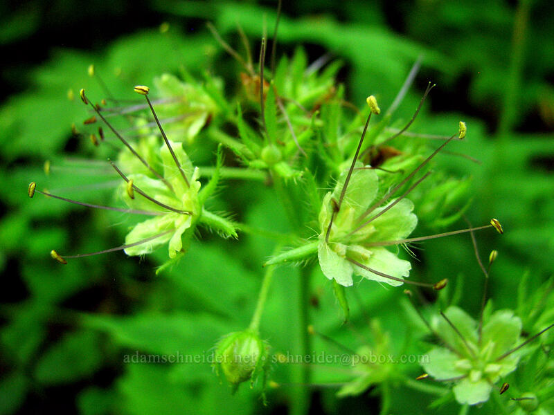 Pacific waterleaf (Hydrophyllum tenuipes) [Upper McCord Creek Falls Trail, John B. Yeon State Park, Multnomah County, Oregon]