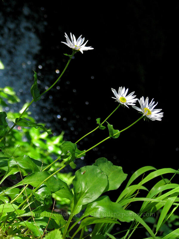 Howell's fleabane (Erigeron howellii (Erigeron salsuginosus var. howellii)) [Upper McCord Creek Falls Trail, John B. Yeon State Park, Multnomah County, Oregon]