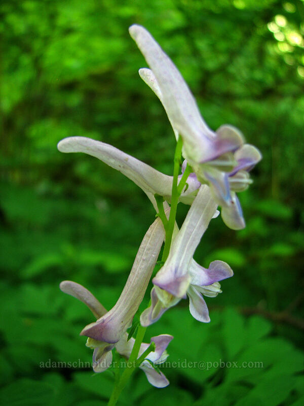 Scouler's corydalis (Corydalis scouleri) [Upper McCord Creek Falls Trail, John B. Yeon State Park, Multnomah County, Oregon]