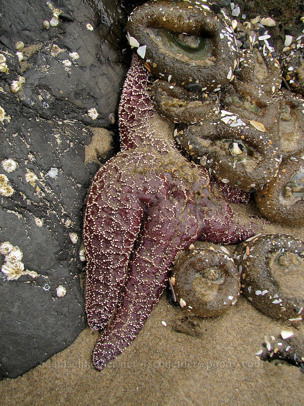 ochre sea star & giant green anemones (Pisaster ochraceus, Anthopleura xanthogrammica) [Hug Point, Clatsop County, Oregon]