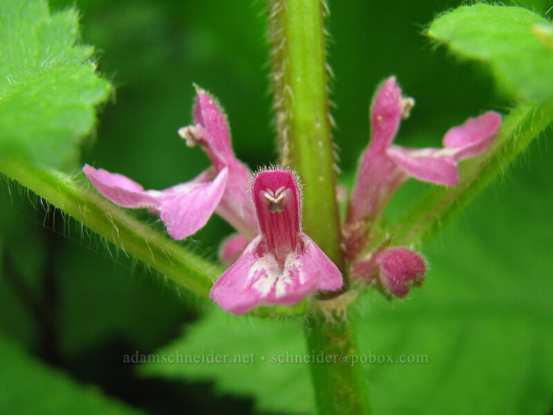Mexican hedge nettle (Stachys mexicana) [Neahkanie Mountain, Oswald West State Park, Tillamook County, Oregon]