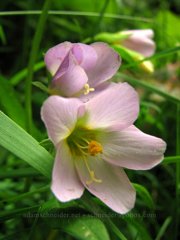 Oregon Jacob's ladder (Polemonium carneum) [Neahkanie Mountain, Oswald West State Park, Tillamook County, Oregon]