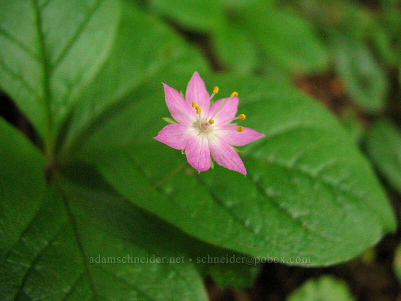 Pacific starflower (Lysimachia latifolia (Trientalis borealis ssp. latifolia)) [Neahkanie Mountain, Oswald West State Park, Tillamook County, Oregon]