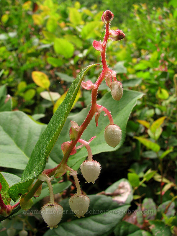 salal buds (Gaultheria shallon) [Neahkanie Mountain, Oswald West State Park, Tillamook County, Oregon]
