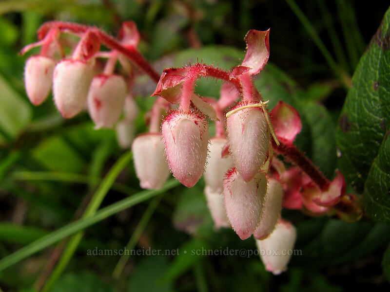 salal buds (Gaultheria shallon) [Neahkanie Mountain, Oswald West State Park, Tillamook County, Oregon]