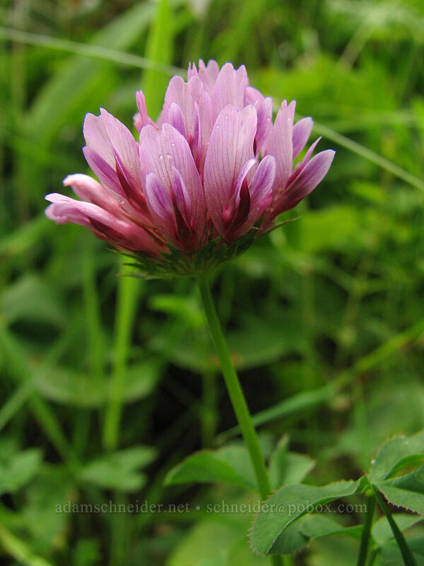 cow's clover (springbank clover) (Trifolium wormskioldii) [Neahkanie Mountain, Oswald West State Park, Tillamook County, Oregon]