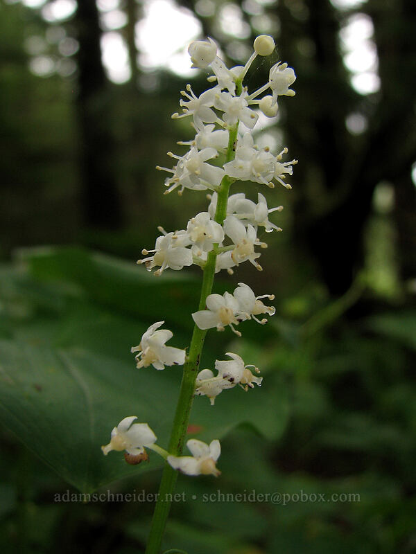 false lily-of-the-valley (Maianthemum dilatatum) [Neahkanie Mountain, Oswald West State Park, Tillamook County, Oregon]