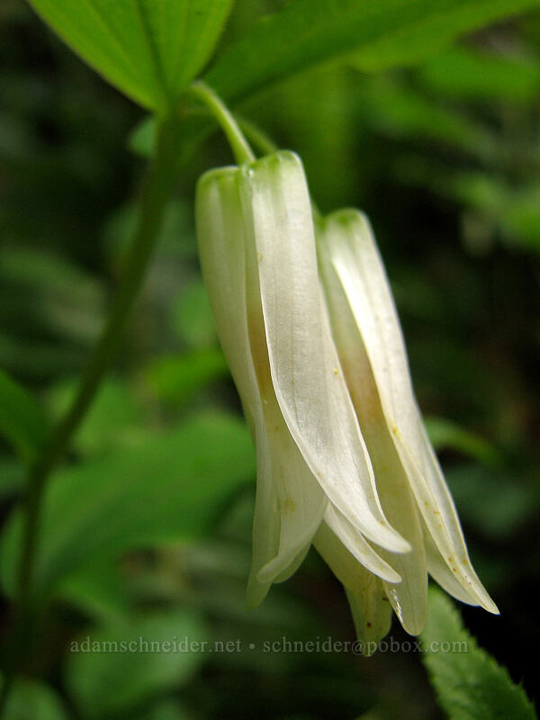 Smith's fairy bells (Prosartes smithii (Disporum smithii)) [Neahkanie Mountain, Oswald West State Park, Tillamook County, Oregon]