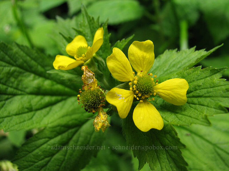 large-leaved avens (Geum macrophyllum) [Neahkanie Mountain, Oswald West State Park, Tillamook County, Oregon]