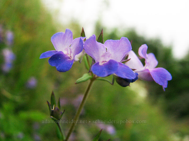 large-flowered blue-eyed Mary (Collinsia grandiflora) [Neahkanie Mountain, Oswald West State Park, Tillamook County, Oregon]