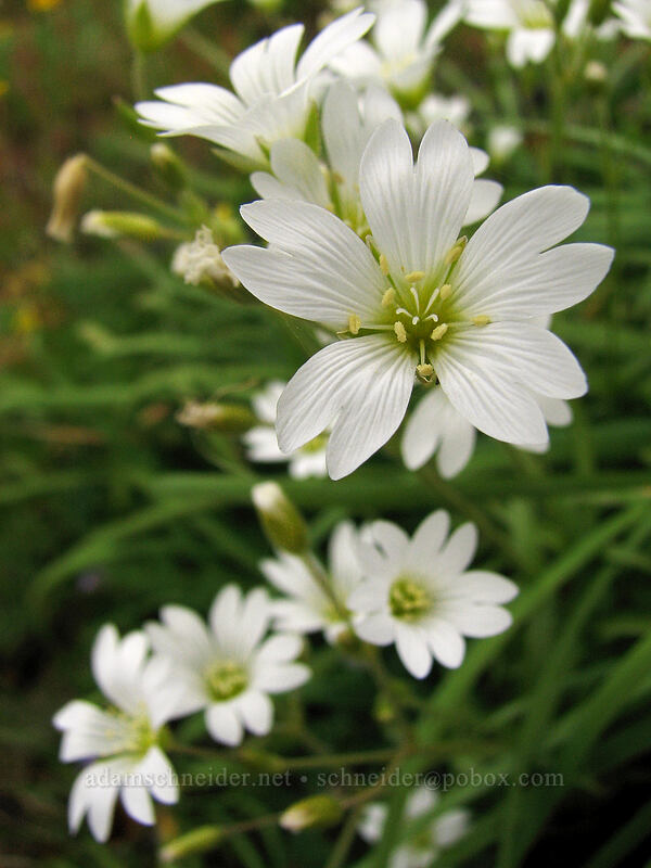 field chickweed (Cerastium arvense) [Neahkanie Mountain, Oswald West State Park, Tillamook County, Oregon]