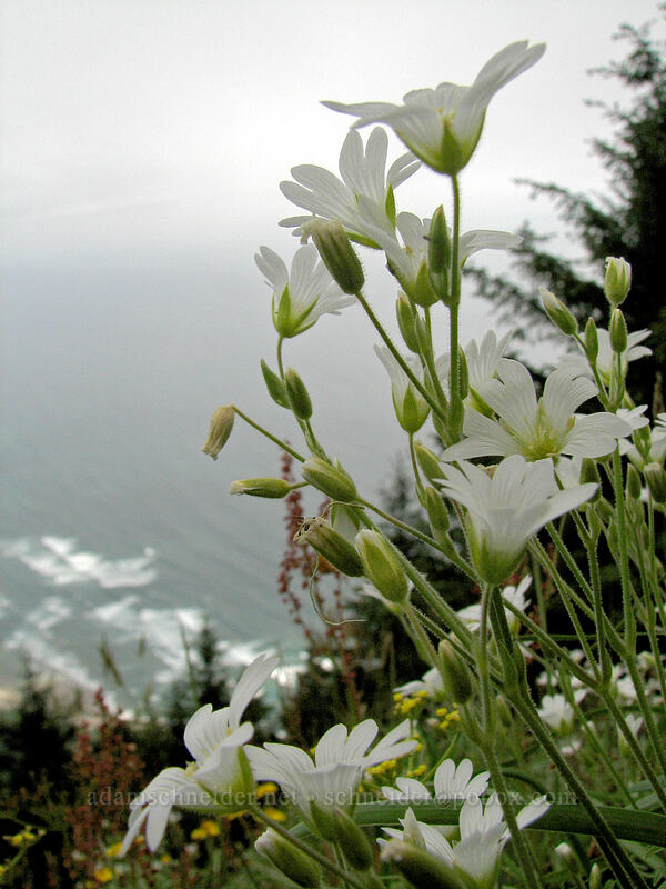 field chickweed (Cerastium arvense) [Neahkanie Mountain, Oswald West State Park, Tillamook County, Oregon]