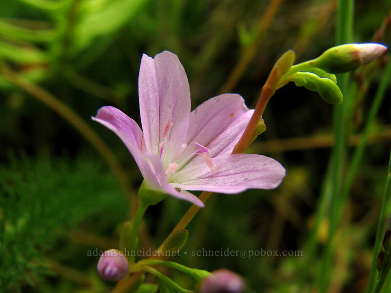 little-leaf montia (Montia parvifolia (Claytonia parvifolia)) [Neahkanie Mountain, Oswald West State Park, Tillamook County, Oregon]