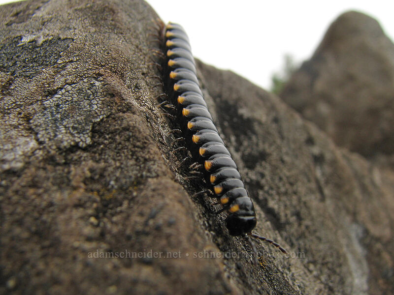 yellow-spotted millipede (Harpaphe haydeniana) [Neahkanie Mountain, Oswald West State Park, Tillamook County, Oregon]