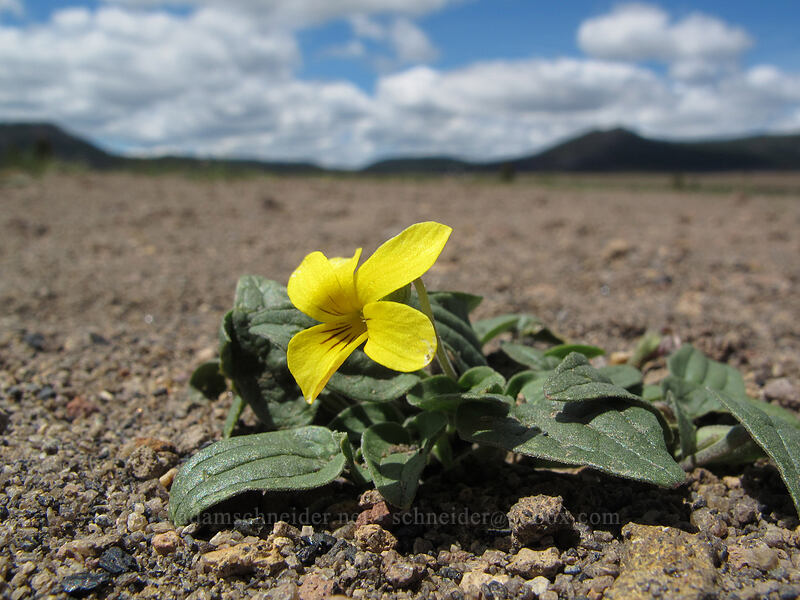 smooth-leaved violet (Viola purpurea ssp. integrifolia) [Pumice Desert, Crater Lake National Park, Klamath County, Oregon]