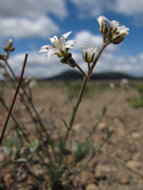 pumice sandwort (Eremogone pumicola (Arenaria pumicola)) [Pumice Desert, Crater Lake National Park, Klamath County, Oregon]