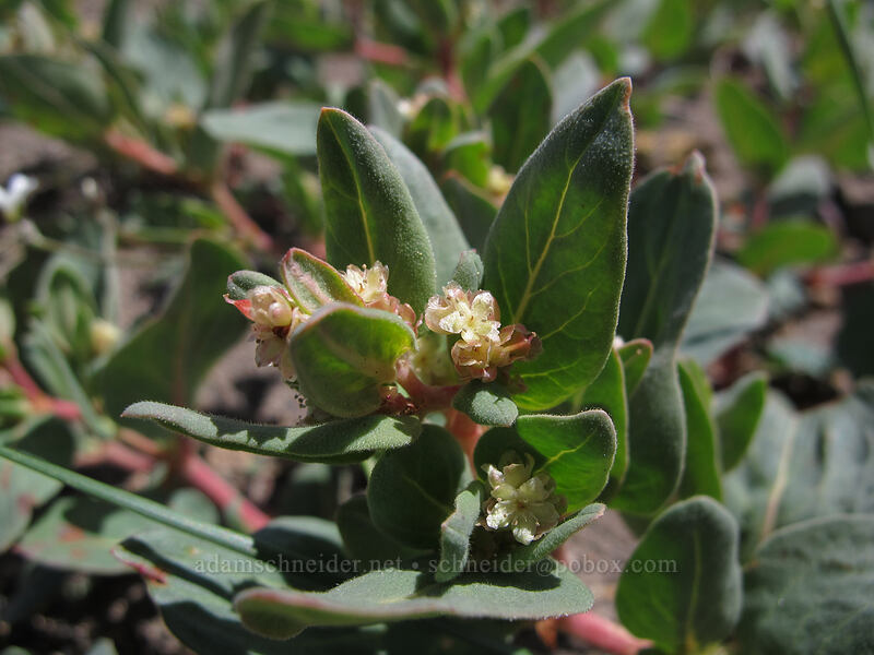 alpine knotweed (Aconogonon davisiae (Koenigia davisiae) (Polygonum newberryi)) [Pumice Desert, Crater Lake National Park, Klamath County, Oregon]