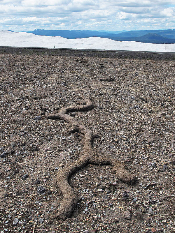 pocket gopher esker [Rim Drive, Crater Lake National Park, Klamath County, Oregon]