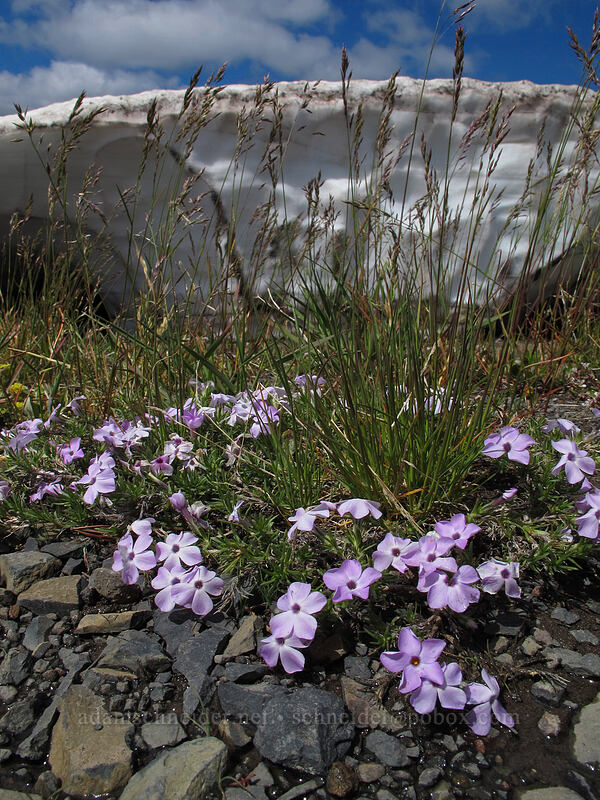 phlox (Phlox diffusa) [Rim Drive, Crater Lake National Park, Klamath County, Oregon]