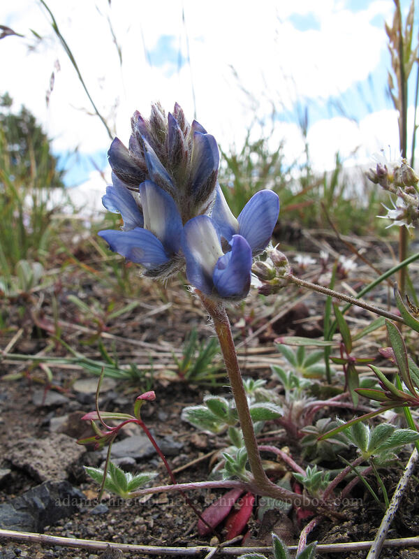 dwarf lupine (Lupinus lepidus var. lobbii) [Rim Drive, Crater Lake National Park, Klamath County, Oregon]