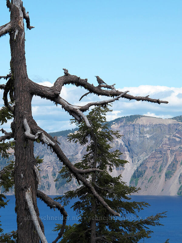Clark's nutcracker (Nucifraga columbiana) [Rim Drive, Crater Lake National Park, Klamath County, Oregon]