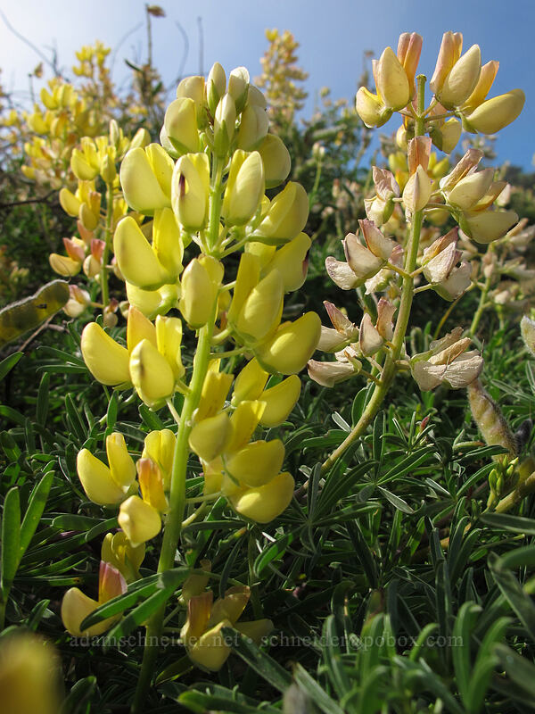 coastal bush lupine (Lupinus arboreus) [West Cliff Drive, Santa Cruz, Santa Cruz County, California]
