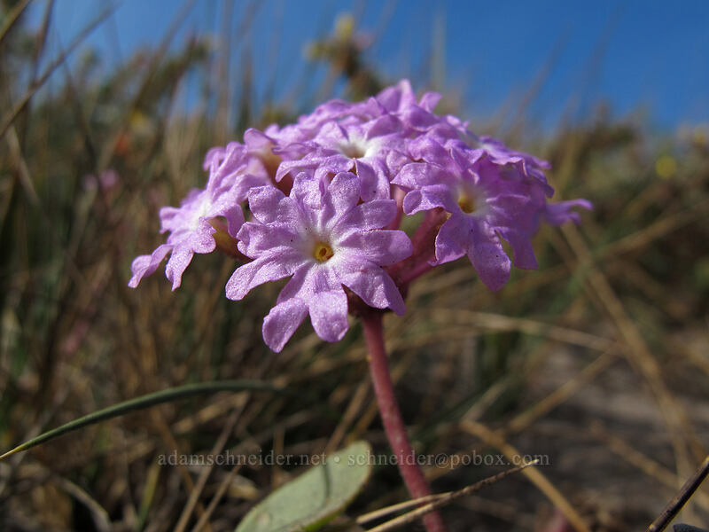 pink sand-verbena (Abronia umbellata) [West Cliff Drive, Santa Cruz, Santa Cruz County, California]