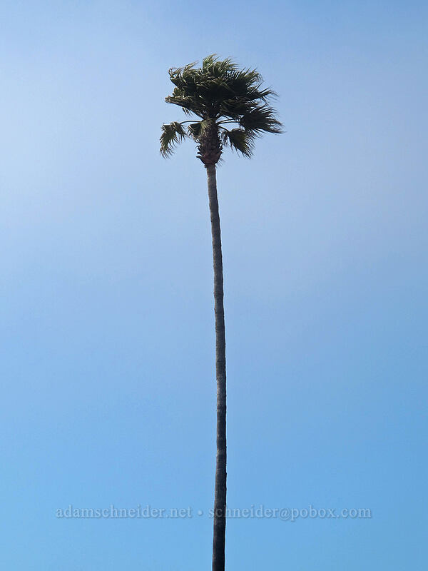palm tree [West Cliff Drive, Santa Cruz, Santa Cruz County, California]