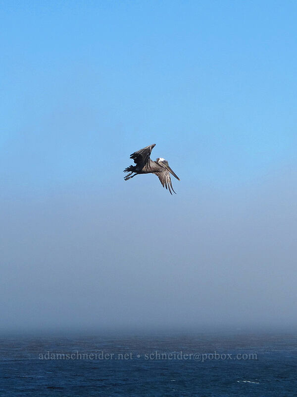 pelican & fog (Pelecanus occidentalis) [West Cliff Drive, Santa Cruz, Santa Cruz County, California]