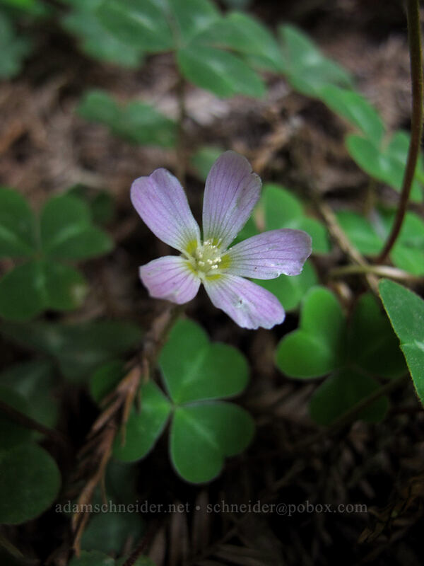 redwood sorrel (Oxalis oregana) [Avenue of the Giants, Humboldt Redwoods State Park, Humboldt County, California]