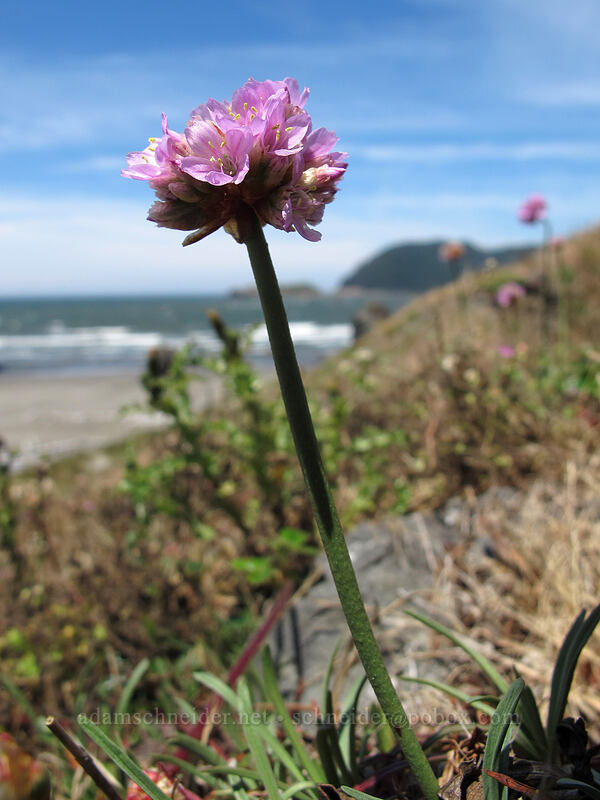 sea thrift (Armeria maritima) [Meyers Creek Beach, Pistol River State Park, Curry County, Oregon]