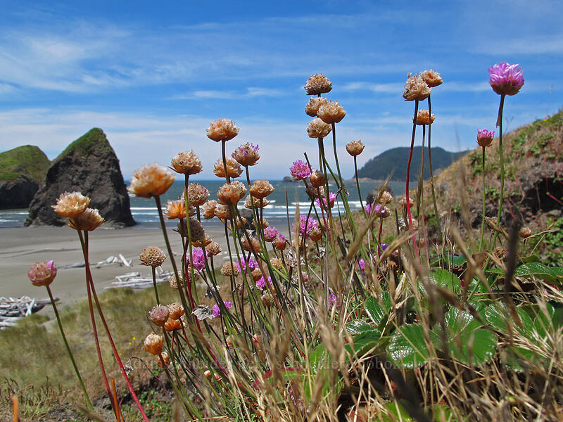 sea thrift (Armeria maritima) [Meyers Creek Beach, Pistol River State Park, Curry County, Oregon]
