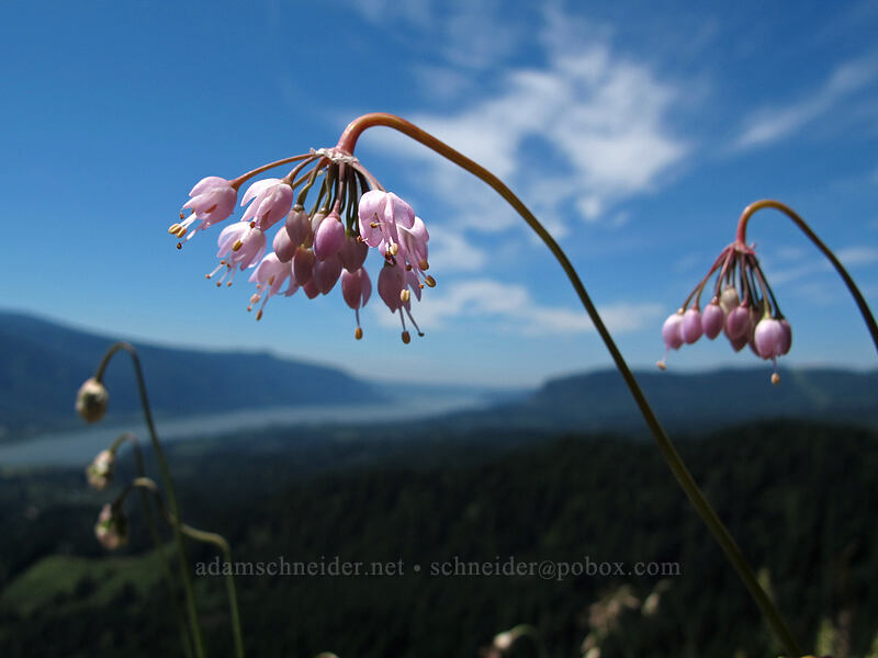 nodding onion (Allium cernuum) [Hamilton Mountain Trail, Beacon Rock State Park, Skamania County, Washington]