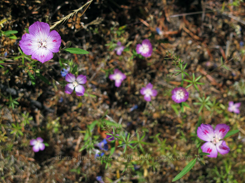 farewell-to-spring (Clarkia amoena) [Little Hamilton Mountain, Beacon Rock State Park, Skamania County, Washington]
