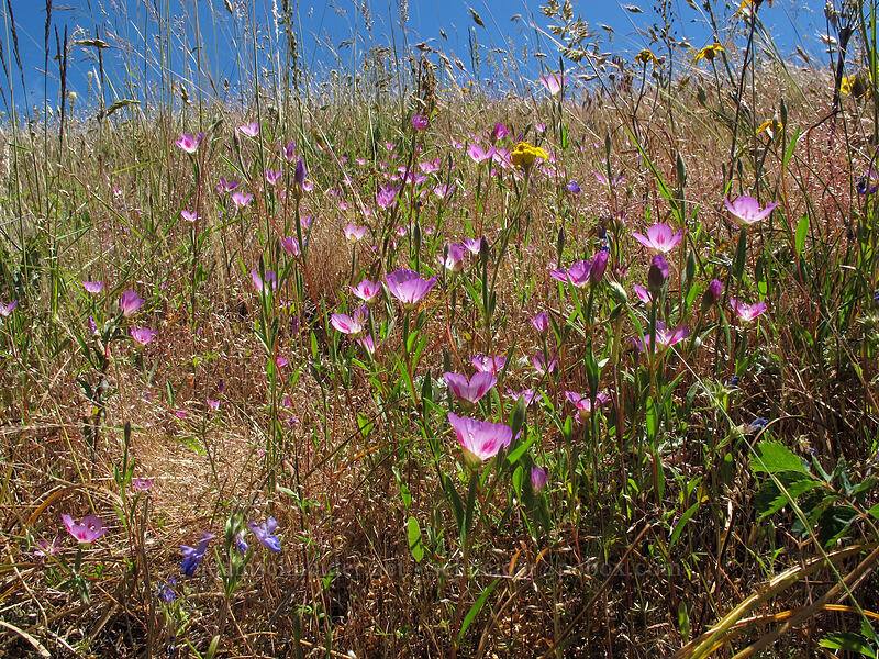 farewell-to-spring (Clarkia amoena) [Little Hamilton Mountain, Beacon Rock State Park, Skamania County, Washington]