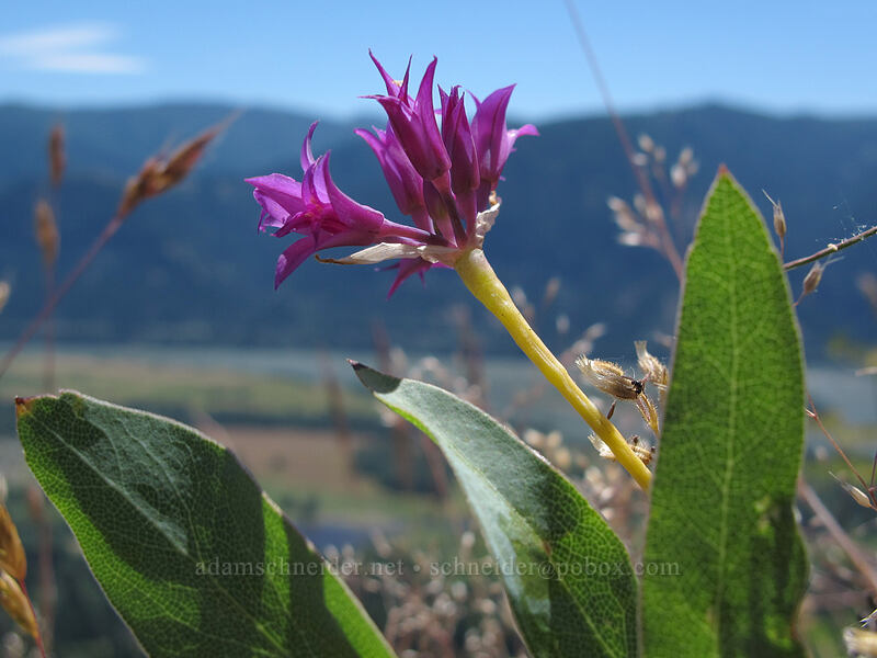 taper-tip onion (Allium acuminatum) [Little Hamilton Mountain, Beacon Rock State Park, Skamania County, Washington]