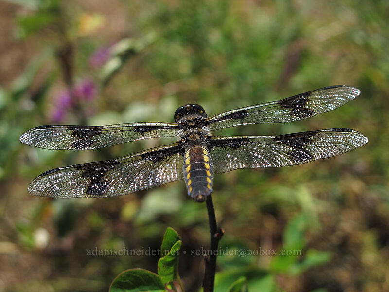 eight-spotted skimmer dragonfly (female) (Libellula forensis) [Little Hamilton Mountain, Beacon Rock State Park, Skamania County, Washington]