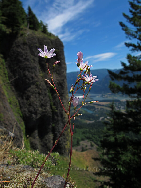 Columbia lewisia (Lewisia columbiana) [Hamilton Mountain Trail, Beacon Rock State Park, Skamania County, Washington]