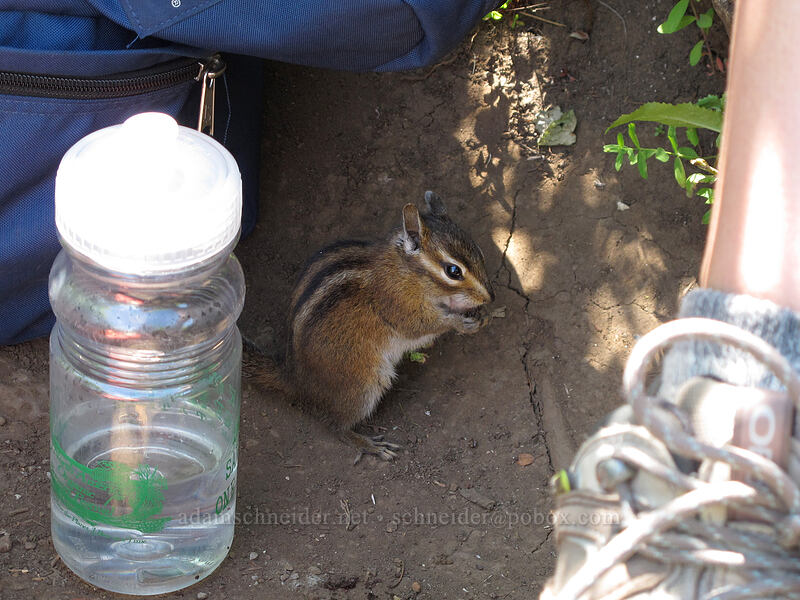 chipmunk (and Allison's ankle) [Hamilton Mountain summit, Beacon Rock State Park, Skamania County, Washington]