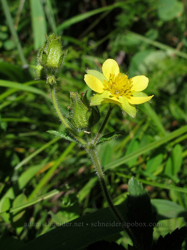 sticky cinquefoil (Drymocallis sp. (Potentilla glandulosa)) [Hamilton Mountain Trail, Beacon Rock State Park, Skamania County, Washington]