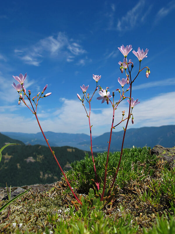 Columbia lewisia (Lewisia columbiana) [Hamilton Mountain Trail, Beacon Rock State Park, Skamania County, Washington]