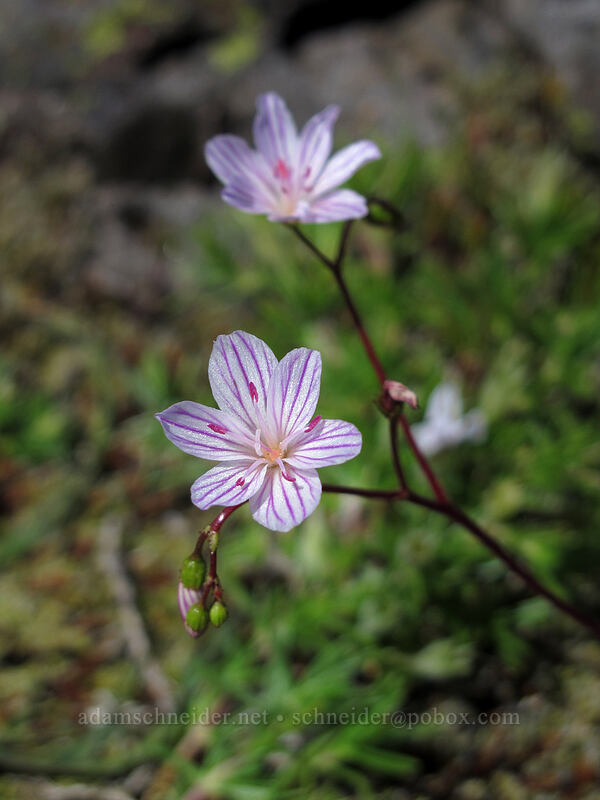 Columbia lewisia (Lewisia columbiana) [Hamilton Mountain Trail, Beacon Rock State Park, Skamania County, Washington]