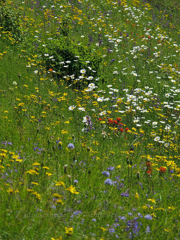 wildflowers (Eriophyllum lanatum, Chrysanthemum leucanthemum (Leucanthemum vulgare), Castilleja sp., Penstemon sp., Gilia capitata) [Hamilton Mountain Trail, Beacon Rock State Park, Skamania County, Washington]
