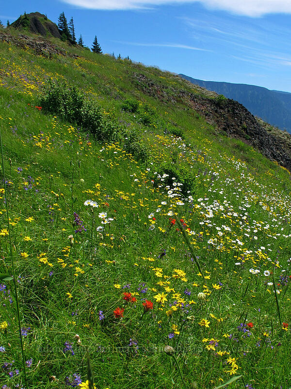 wildflowers (Eriophyllum lanatum, Chrysanthemum leucanthemum (Leucanthemum vulgare), Castilleja sp., Penstemon sp.) [Hamilton Mountain Trail, Beacon Rock State Park, Skamania County, Washington]