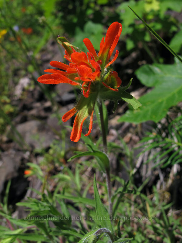 paintbrush (Castilleja sp.) [Hardy Creek Trail, Beacon Rock State Park, Skamania County, Washington]
