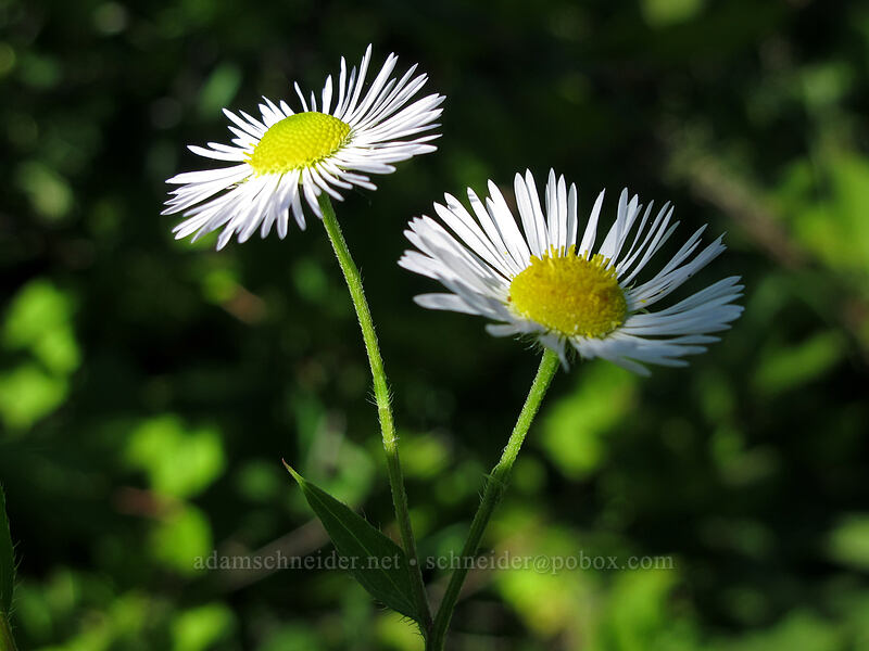 annual fleabane (Erigeron annuus) [Hamilton Mountain Trail, Beacon Rock State Park, Skamania County, Washington]