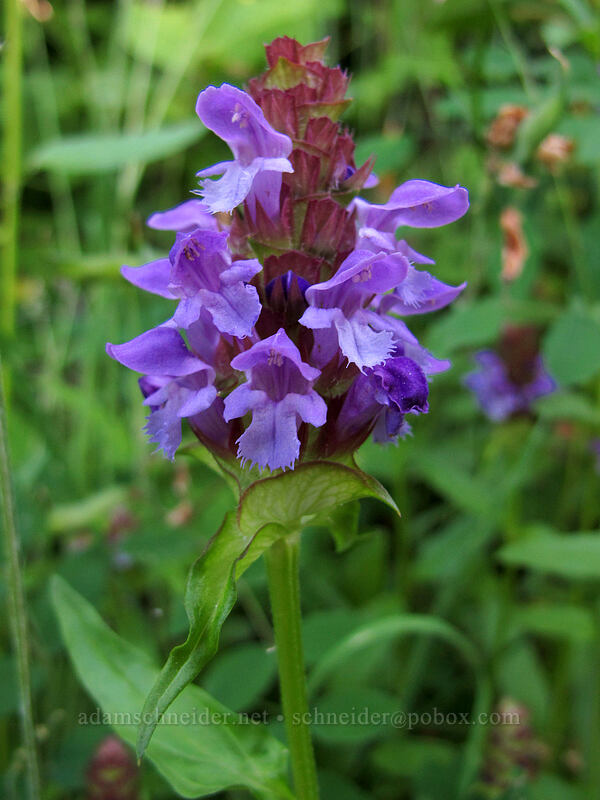 self-heal (Prunella vulgaris) [Hamilton Mountain Trail, Beacon Rock State Park, Skamania County, Washington]